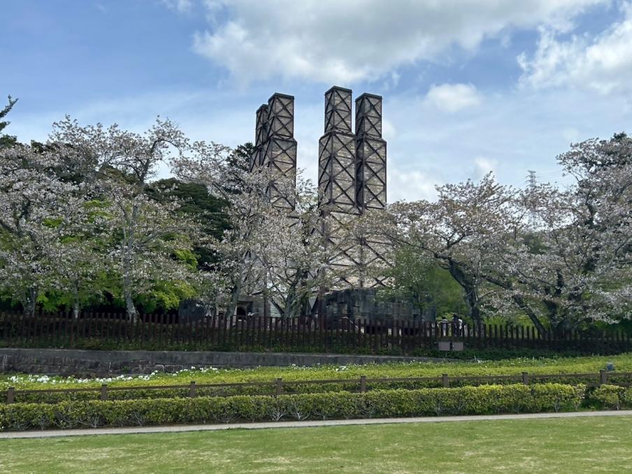 韮山反射炉のソメイヨシノ（令和8年4月9日）