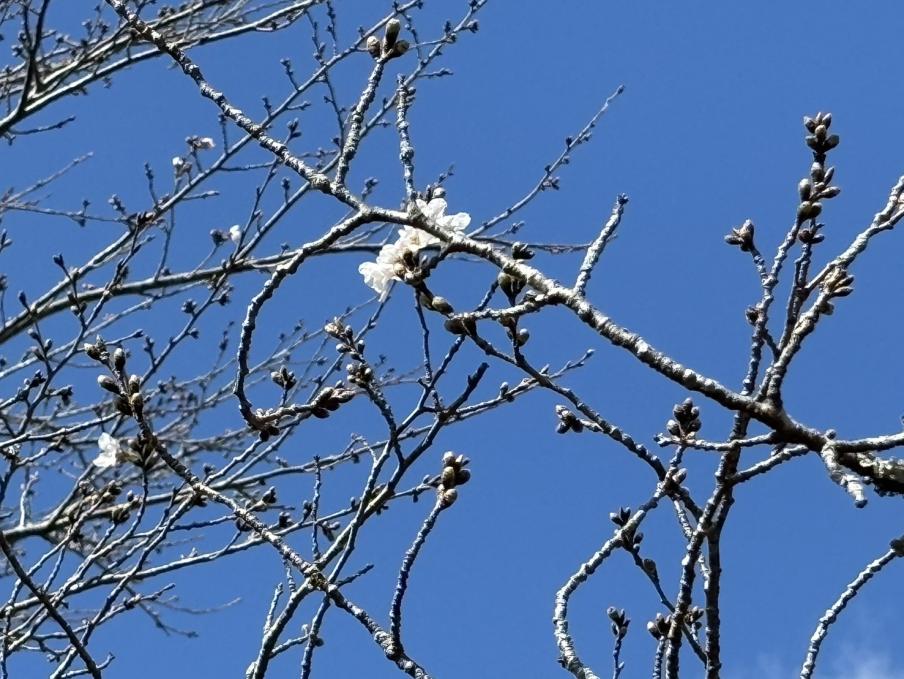 韮山反射炉のソメイヨシノ2（令和8年3月23日）