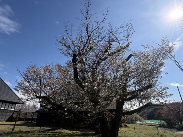 大仁瑞泉郷のともえ桜（令和8年4月2日）