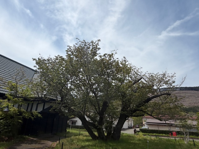 大仁瑞泉郷のともえ桜（令和8年4月20日）