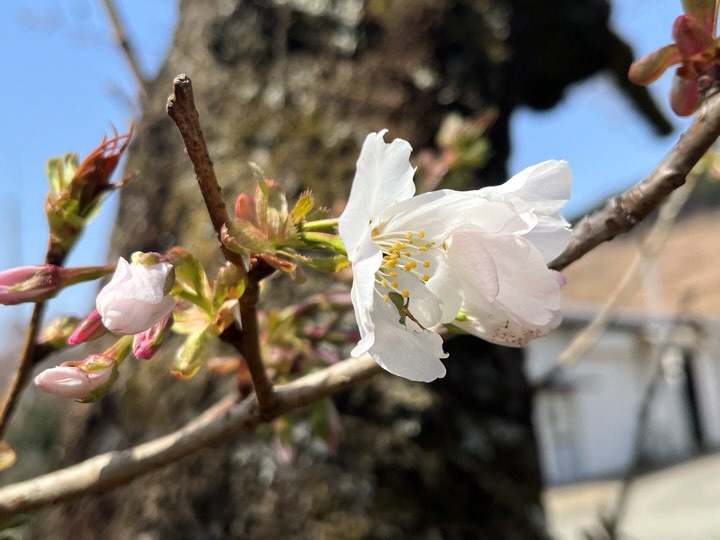 2024年4月2日のトモエザクラ（大仁瑞泉郷）