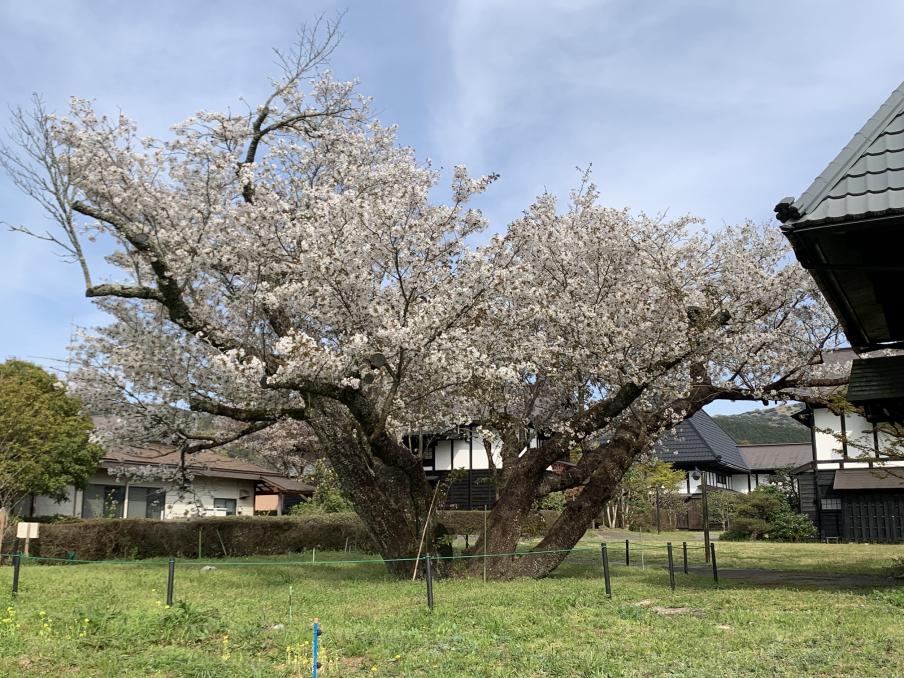 2024年4月13日のトモエザクラ（大仁瑞泉郷）