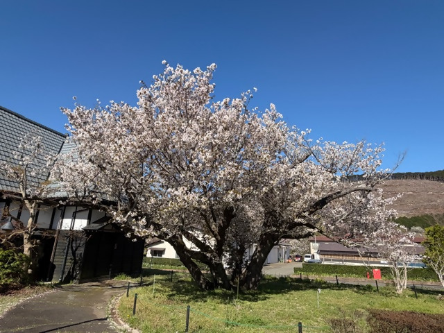 大仁瑞泉郷のともえ桜（令和8年4月8日）