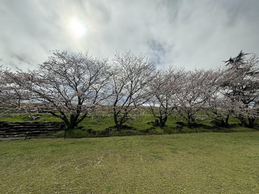 狩野川リバーサイドパークのソメイヨシノ（令和8年4月2日）