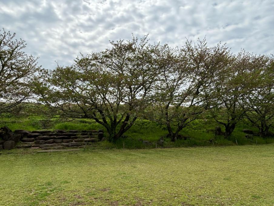 狩野川リバーサイドパークのソメイヨシノ（令和8年4月13日）