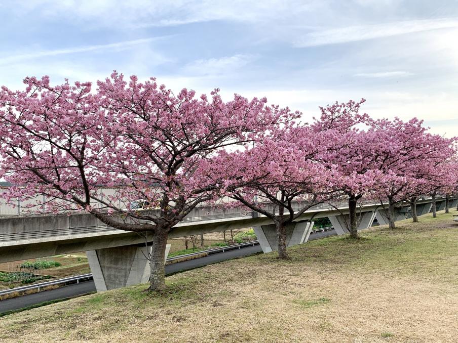 2024年2月20日の桜（城山さくら）