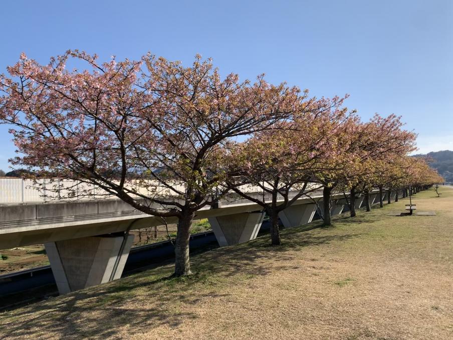 2024年3月4日の桜（城山さくら）