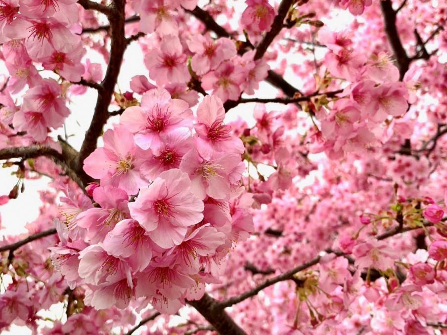 2024年2月18日の桜（狩野川リバーサイドパーク）