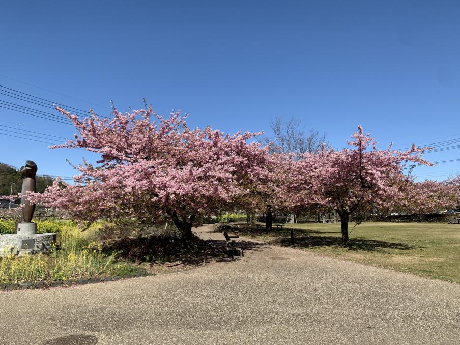 2024年2月28日の桜（狩野川リバーサイドパーク）