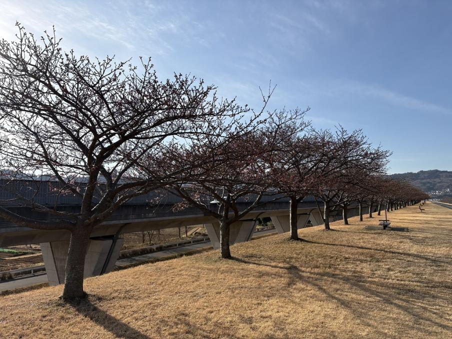 狩野川堤防の城山さくら1（令和8年2月5日）