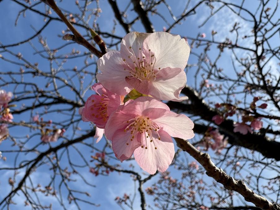 狩野川堤防の城山さくら2（令和8年2月5日）