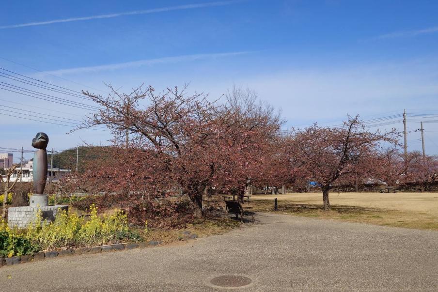 狩野川リバーサイドパークの河津桜1（令和8年2月6日）