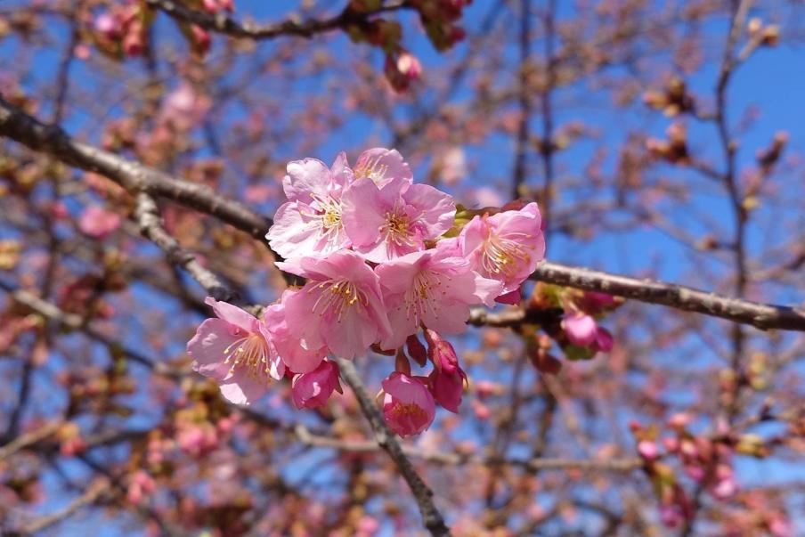 狩野川リバーサイドパークの河津桜2（令和8年2月6日）