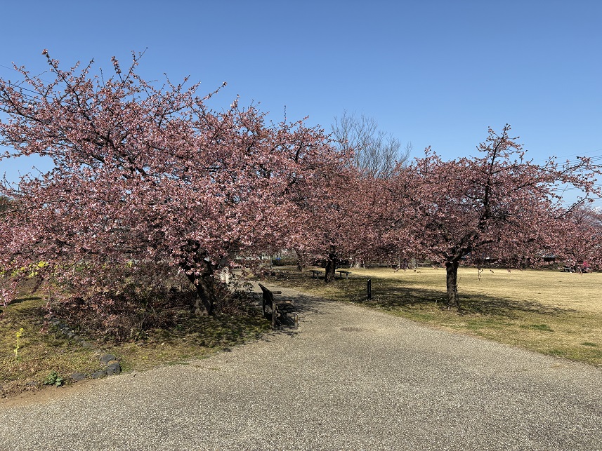狩野川リバーサイドパークの河津桜（令和8年2月16日）