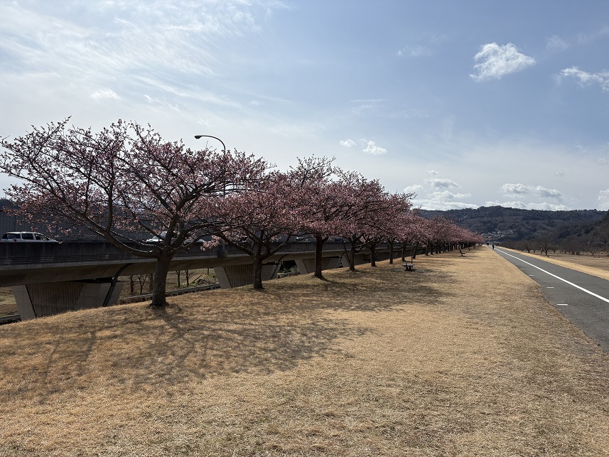 狩野川堤防の城山さくら（令和8年2月20日）
