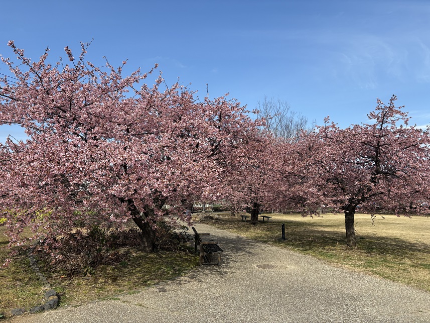 狩野川リバーサイドパークの河津桜（令和8年2月20日）