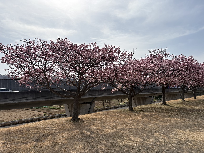 狩野川堤防の城山さくら（令和8年2月24日）