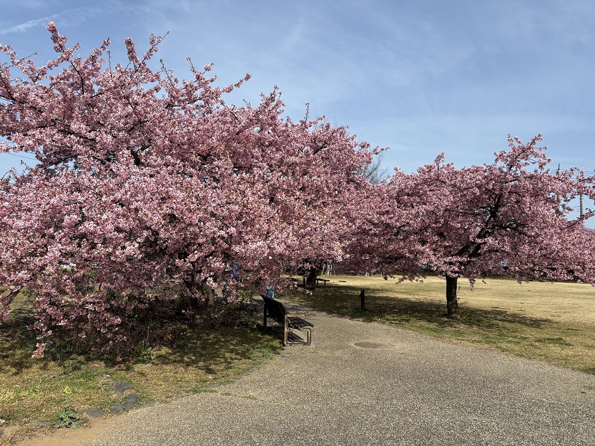 狩野川リバーサイドパークの河津桜（令和8年2月24日）