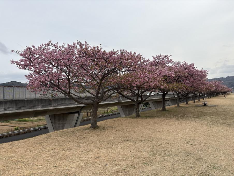 狩野川堤防の城山さくら（令和8年3月2日）