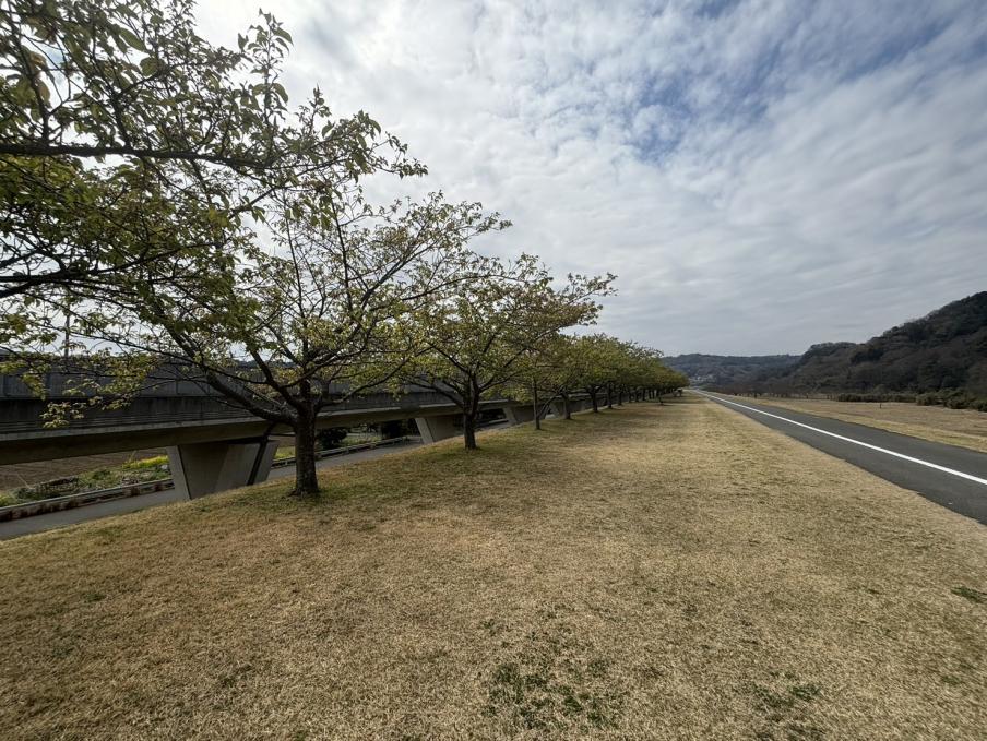 狩野川堤防の城山さくら（令和8年3月17日）