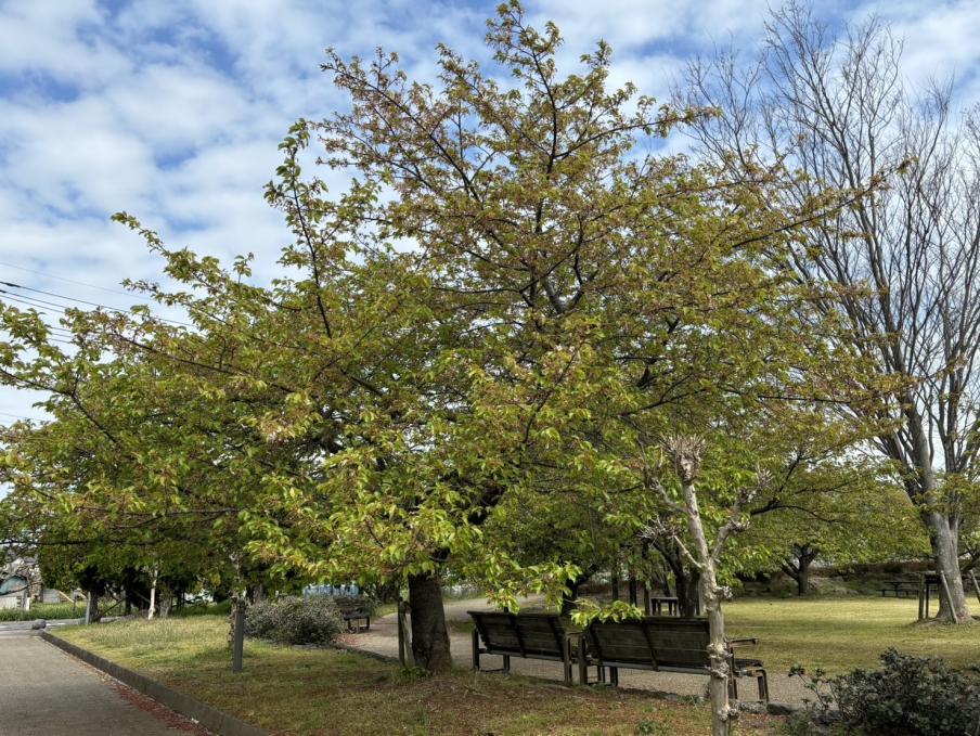 狩野川リバーサイドパークの河津桜（令和8年3月17日）