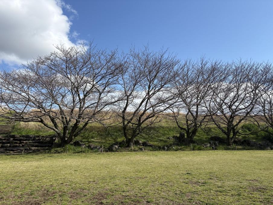 狩野川リバーサイドパークのソメイヨシノ1（令和8年3月23日）