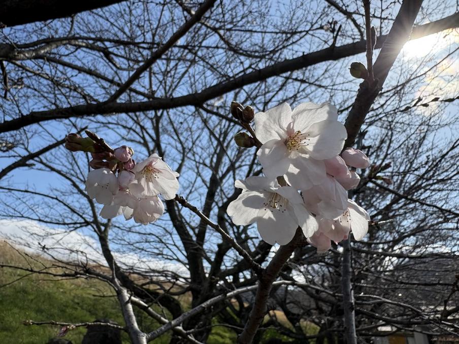 狩野川リバーサイドパークのソメイヨシノ2（令和8年3月23日）