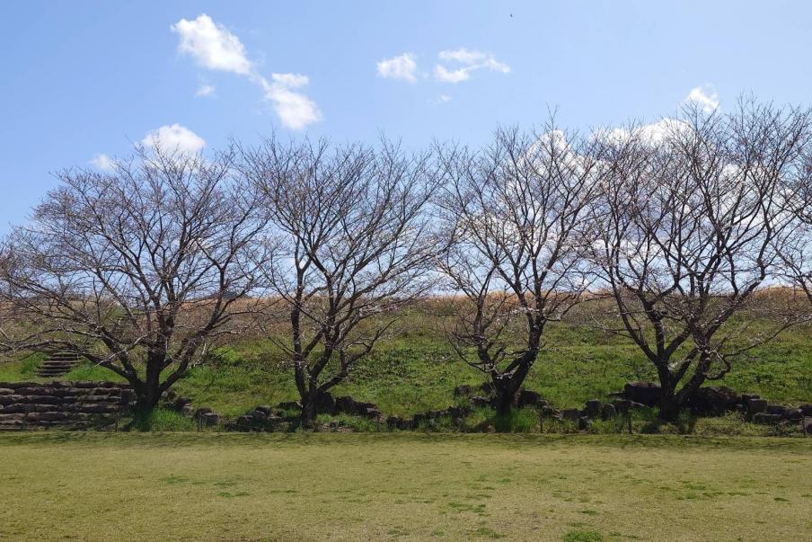 狩野川リバーサイドパークのソメイヨシノ（令和8年3月27日）