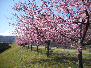 狩野川堤防