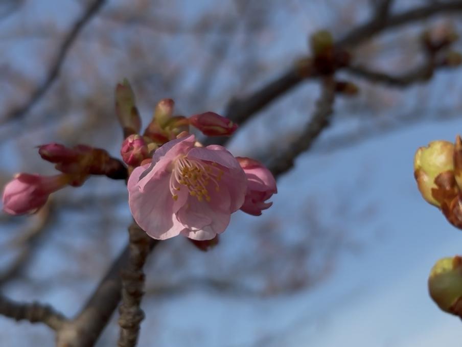 伊豆中央高校前の河津桜2（令和8年2月5日）