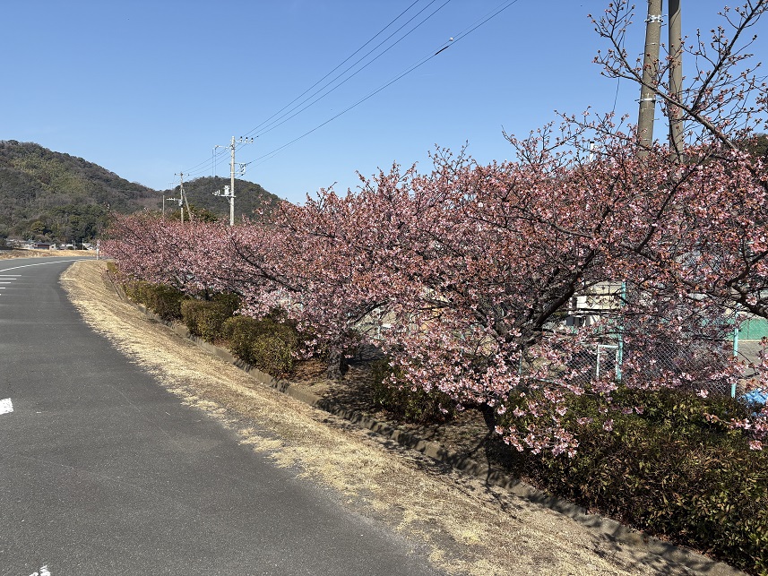 伊豆中央高校前の河津桜（令和8年2月16日）