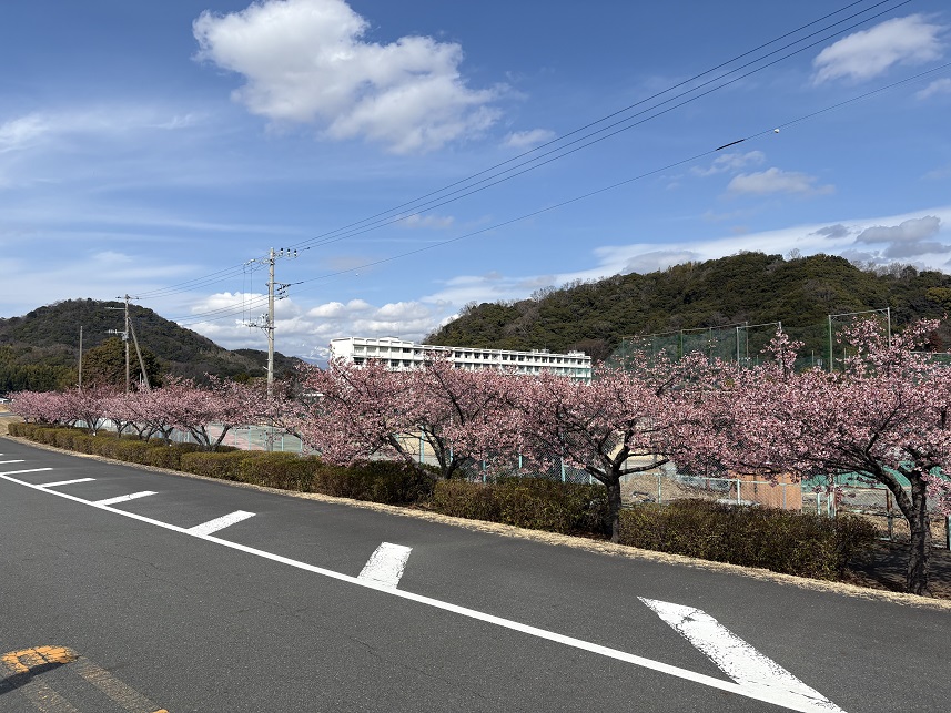 伊豆中央高校前の河津桜（令和8年2月20日）