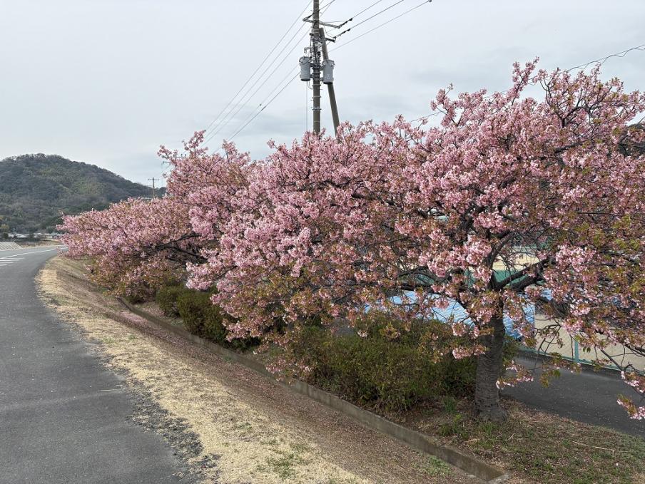 伊豆中央高校前の河津桜（令和8年3月2日）