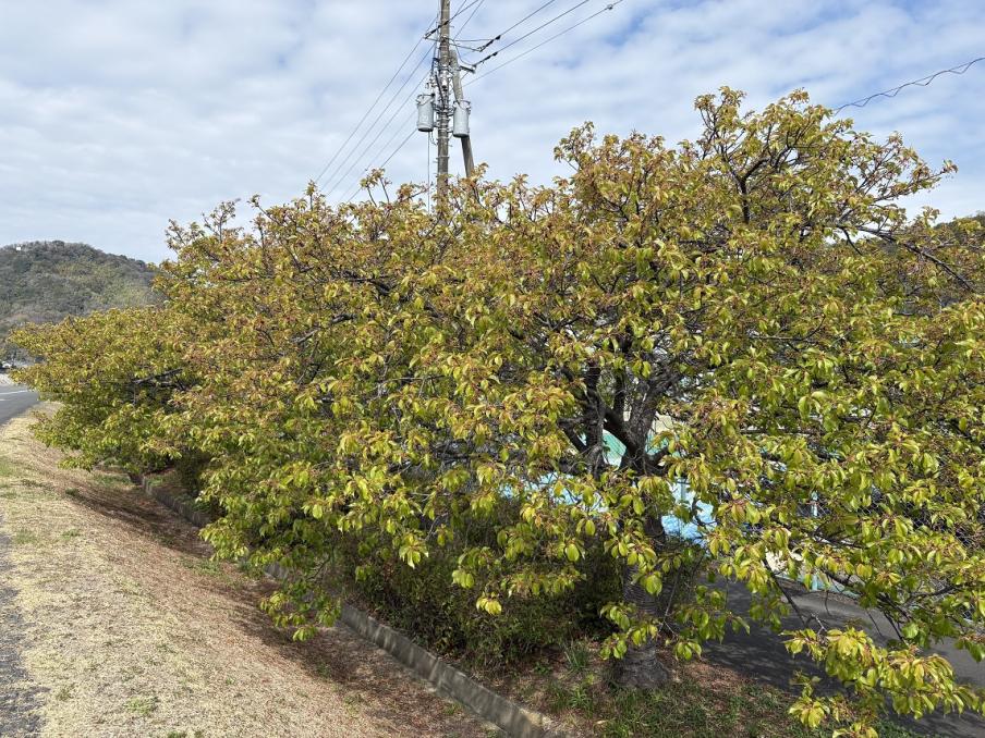 伊豆中央高校前の河津桜(令和8年3月17日)
