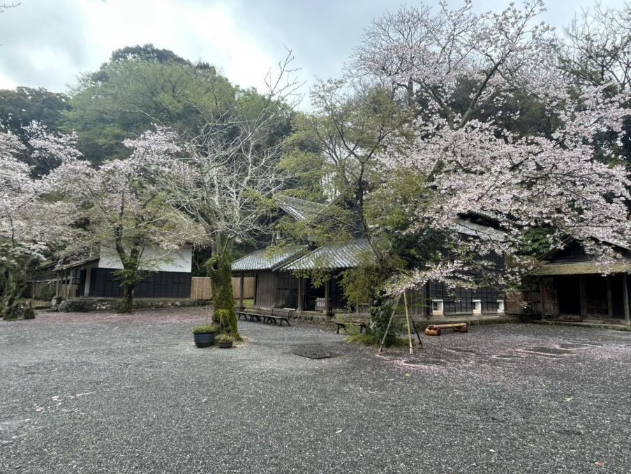 江川邸のソメイヨシノ（令和8年4月2日）