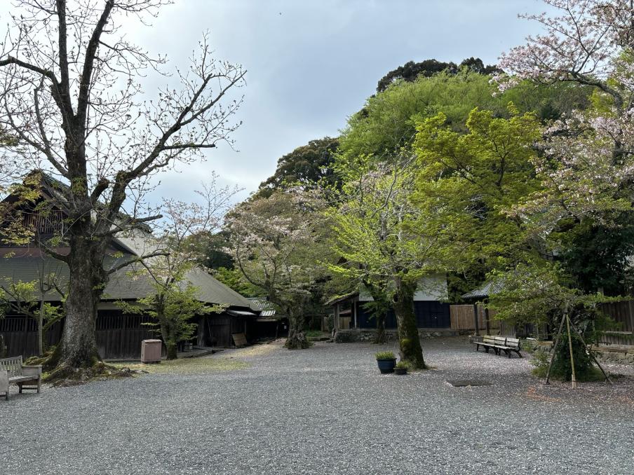 江川邸のソメイヨシノ（令和8年4月7日）