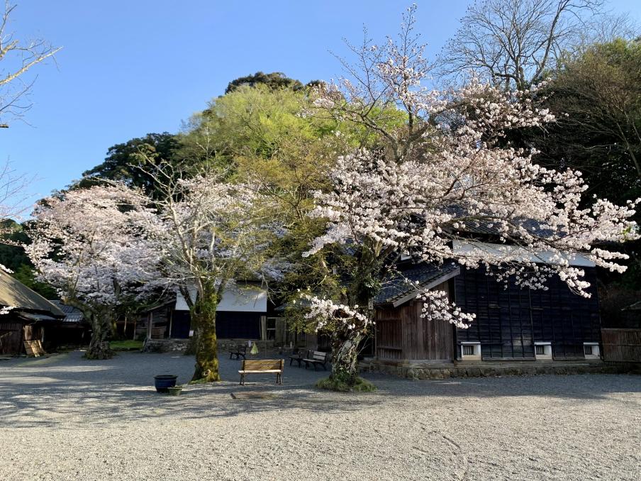 2024年4月1日のソメイヨシノ（江川邸）