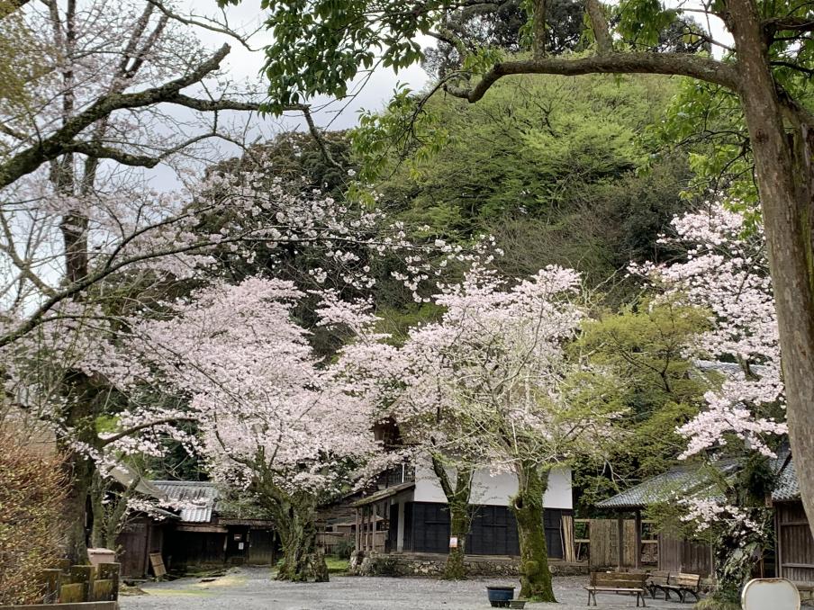 2024年4月4日のソメイヨシノ（江川邸）