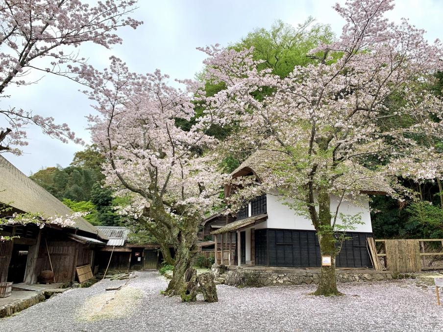 2024年4月8日のソメイヨシノ（江川邸）