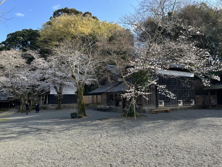 江川邸のソメイヨシノ（令和8年3月23日）