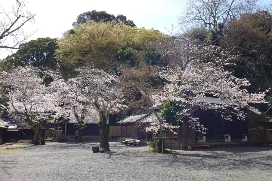 江川邸のソメイヨシノ（令和8年3月27日）