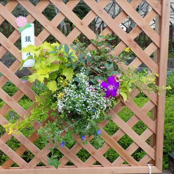 ハンギング初銀