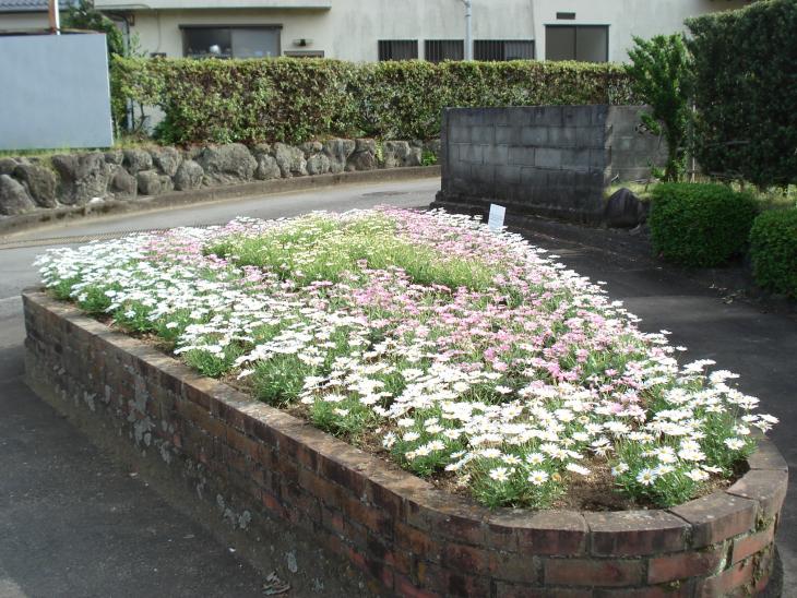 長岡花の会1