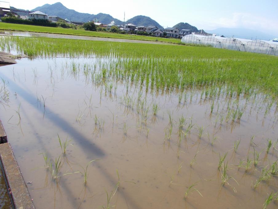 被害圃場