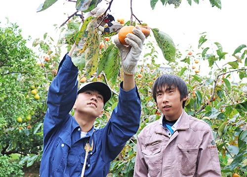 11月5日沼津特別支援学校伊豆田方分校1年生が柿収穫体験を実施1