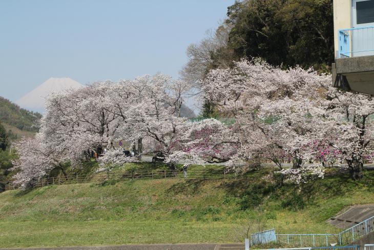 狩野川さくら公園の画像