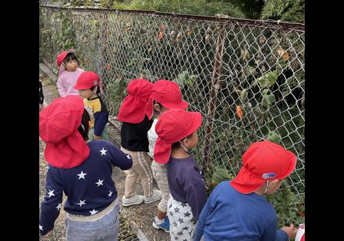 ひまわり保育園大仁分園10月の様子